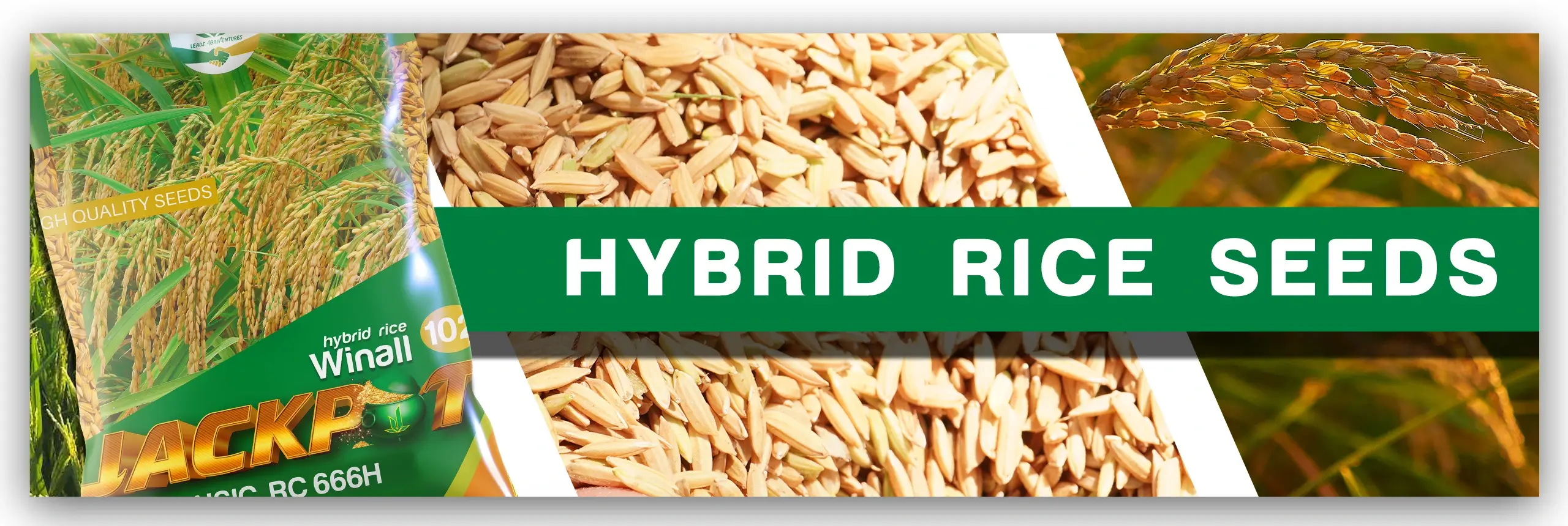 HYBRID Rice